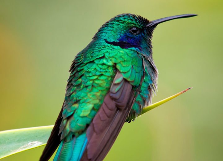 OBSERVACIÓN DE AVES